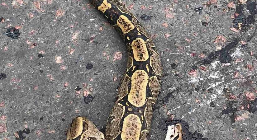 Óriáskígyót öltek az Ung-partján