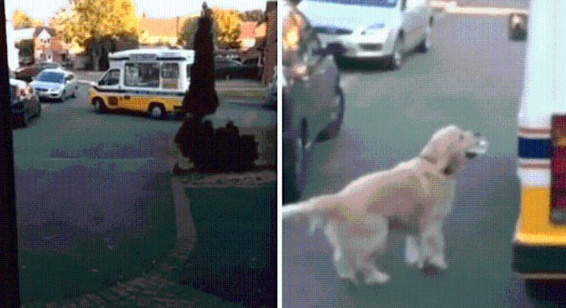 Videó: Nem tudunk betelni a fagyit vásárló kutyával