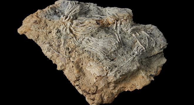 Különleges tengeri fosszíliákat találtak Angliában