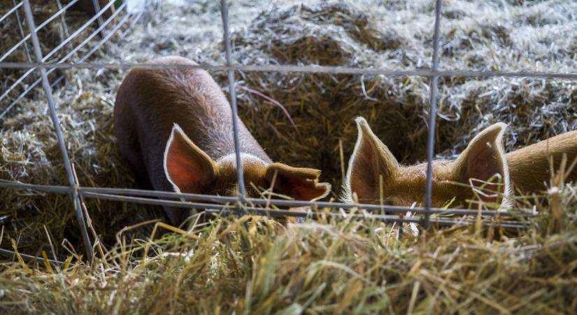 Lépett az Agrárminisztérium a magas takarmányárak miatt - Többletforrást biztosítanak az állattartóknak