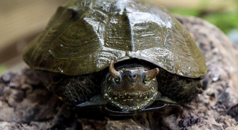 Szarvak nőttek a teknős szemhéjára