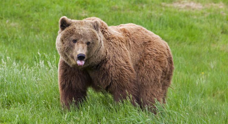 Románia bekeményít: célkeresztben a barnamedve