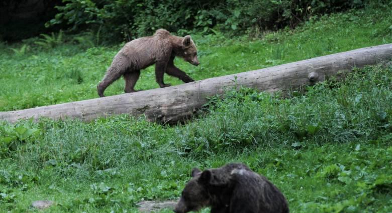53,5 millió lejt fordítanak a medvepopuláció megfigyelésére