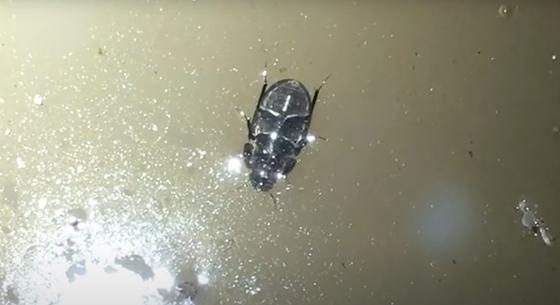 Először sikerült videóra venni, hogy a vízfelszín alján sétál egy bogár