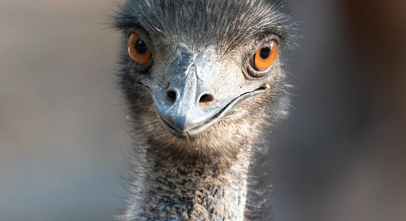 Elszökött egy emu egy pusztaszeri tanyáról