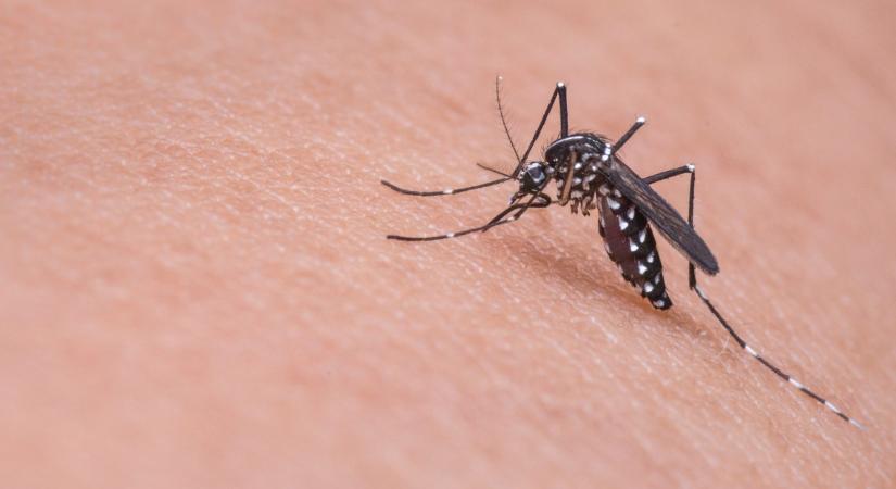 Ezek a legjobb házi praktikák a szúnyogok ellen