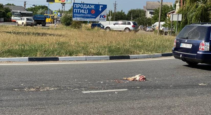 Döglött tyúkokat hullatott az országútra egy teherautó az Ungvári járásban