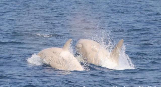 Fehér kardszárnyú delfinekre bukkantak