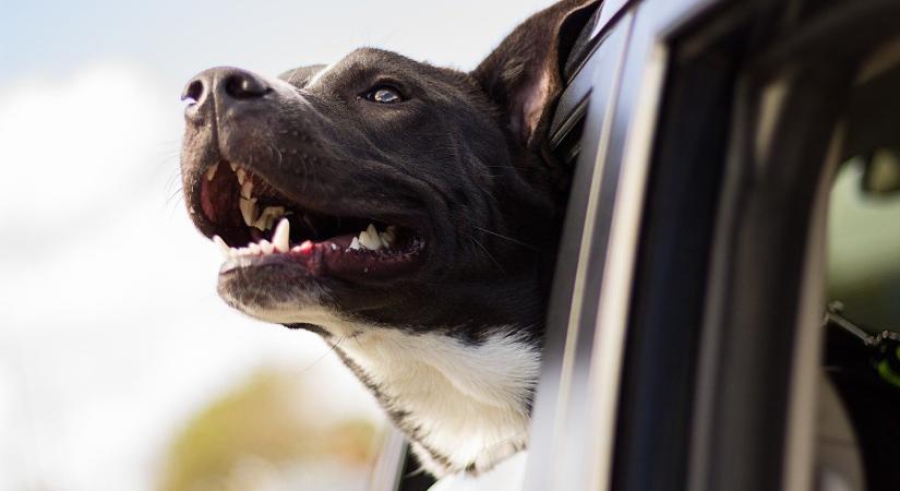 Így szállítsd biztonságosan a kutyádat – a rendőrség kisfilmje