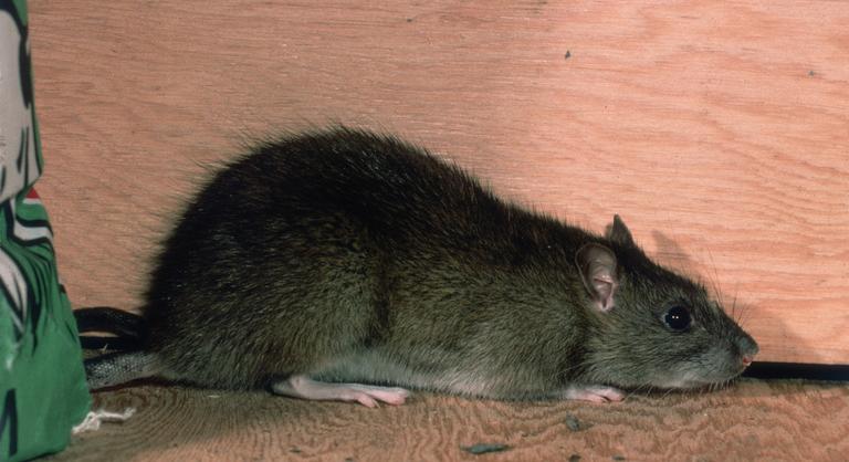 Vakmerő patkány kapta be egy férfi lábujját Bukarestben