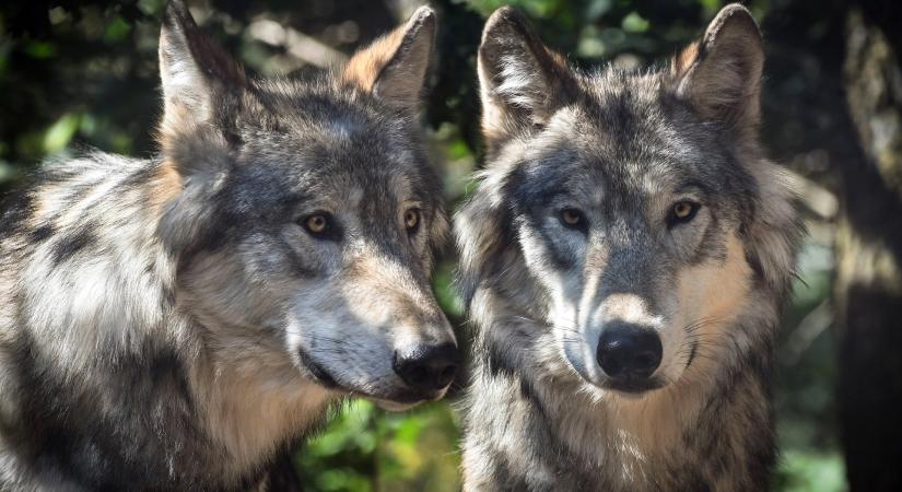 Új, zöld listára kerülhet a szürke farkas