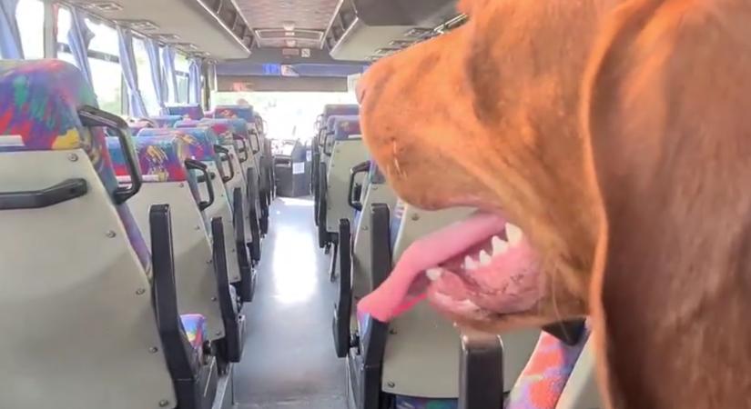 Szimat a vizsla telelehelte a vásárhelyi szellemjáratokat – Jovány buszteszt kutyával – videó