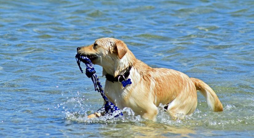 Az állatvédők azt kérik, hogy senki ne engedje a kutyáját a Dunába!