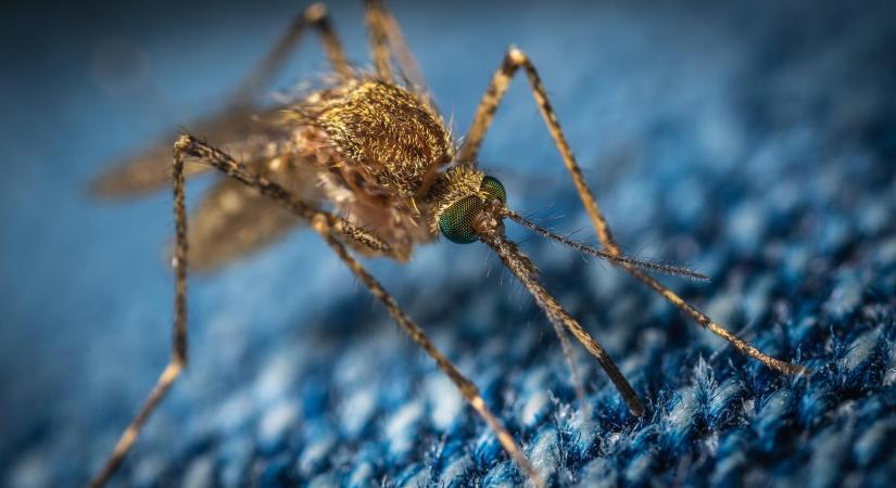 Így tudjuk rávenni a szúnyogokat, hogy elpusztítsák egymást