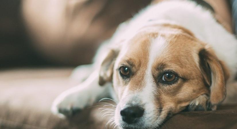 Újabb lépéseket tesz Ferencváros a felelős kutyatartás segítéséért