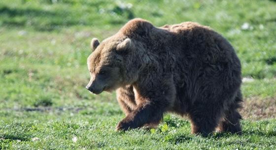 Két medvét látott Egernél egy kutyasétáltató