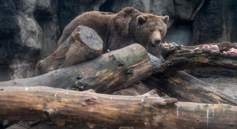 Két medve is felbukkant pénteken hajnalban Egerben