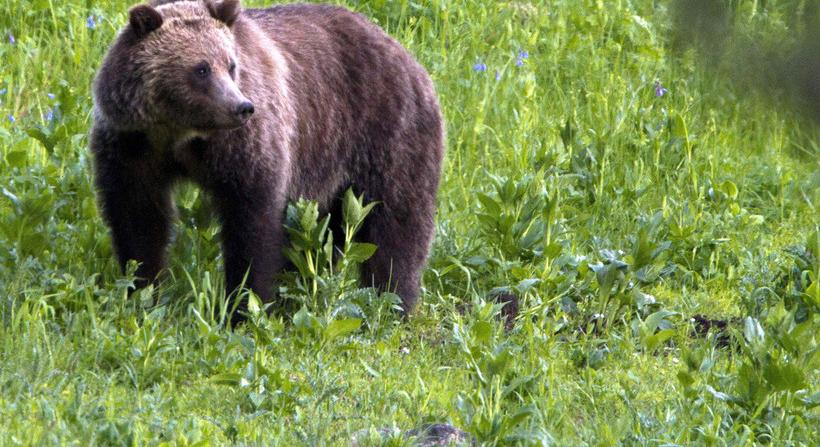 Ismét medvét láttak mátyusföldi települések közelében