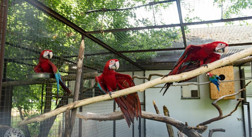 Ifjú akrobaták szelik a levegőt a debreceni állatkertben