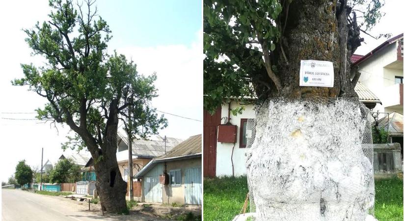 A világ legidősebb ültetett gyümölcsfája egy 614 éves, termő körtefa