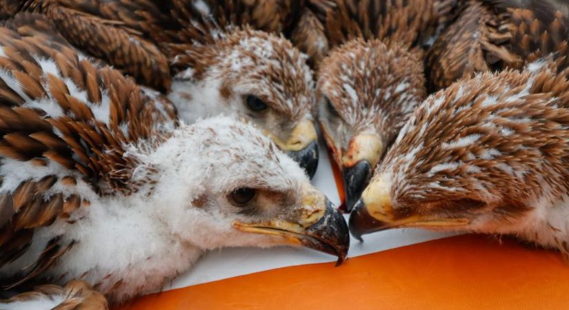 Világrekord: 4 parlagi sas fióka repült ki egy fészekaljból a Körös-Maros Nemzeti Parkban