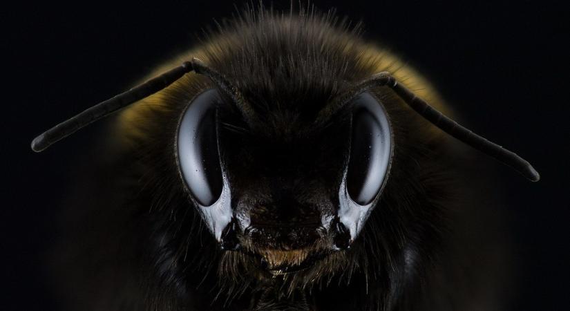 Brit kutatók koffeinnel megspékelt nektárt adtak néhány méhnek, amitől bepörögtek a rovarok