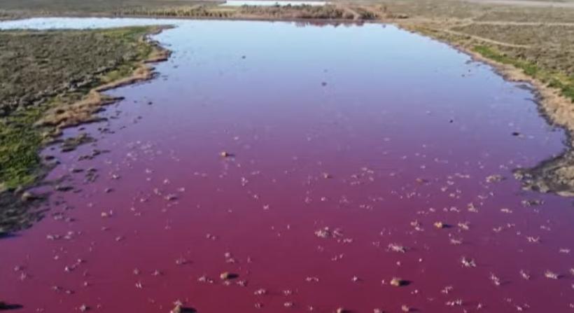 VIDEÓ: Rózsaszínűre változott két tó színe Argentínában a környezetszennyezés hatására