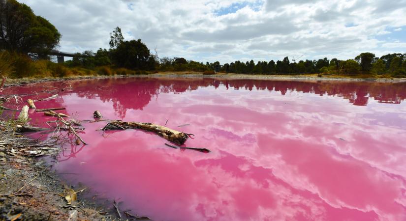 Rózsaszín tavak Argentínában – A környezetszennyezés bizarr hatása