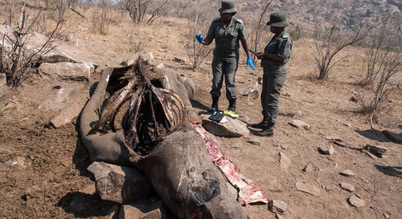 Ahogy feloldották a korlátozásokat, újra tömegesen kezdték gyilkolni az orrszarvúkat Dél-Afrikában