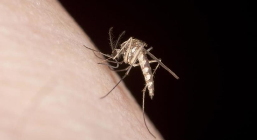 Brutális a győri szúnyoghelyzet