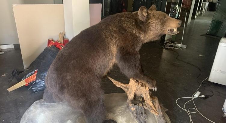 Kétmillió forintért árult az interneten egy preparált barna medvét egy óbudai férfi