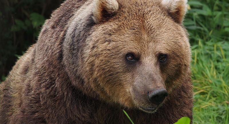 Elképesztő: Egy barna medvével élt óbudai lakásában egy férfi