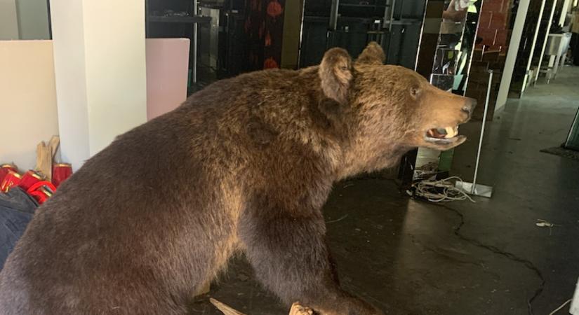 FOTÓK: egy barna medvével élt III. kerületi lakásában egy férfi