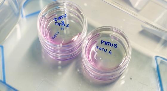 Van remény: 12 embriót hoztak létre a fenyegetett orrszarvú megmentésén dolgozó tudósok