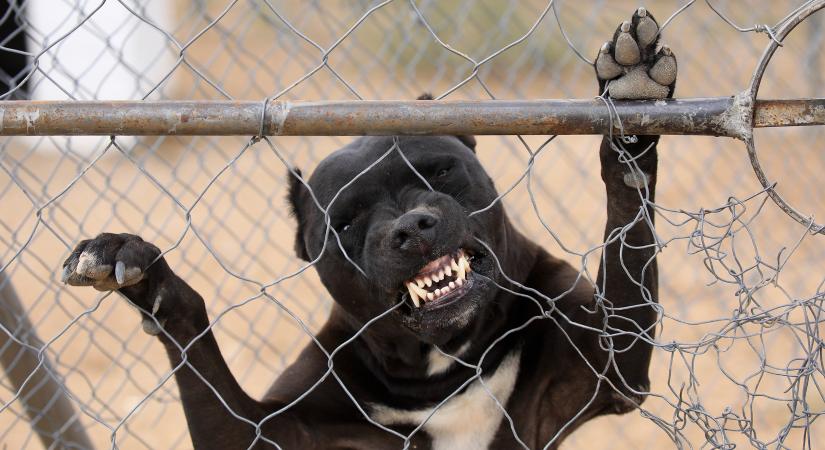 Tragédia: pitbullok tépték szét az édesanyát