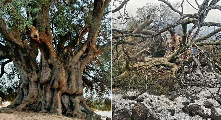 Olaszország: Megmentenének egy szénné égett évezredes olajfát