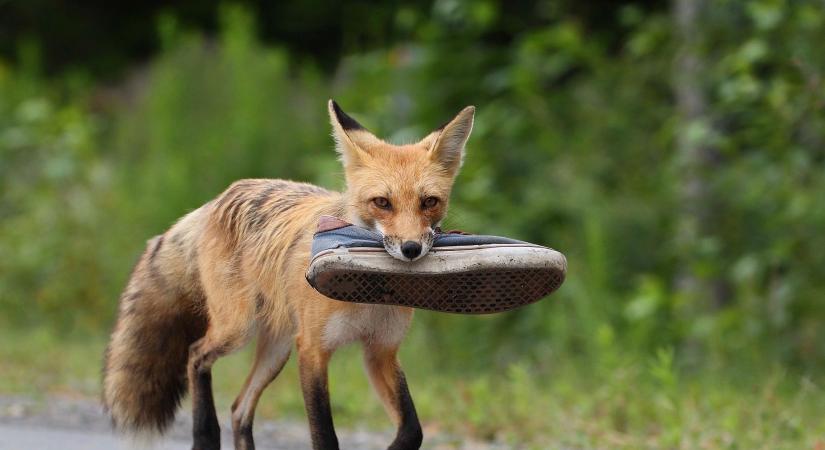 A ravasz róka, ami több mint száz cipőt lopott el Berlinben
