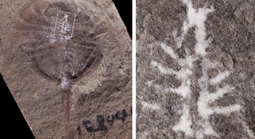 310 millió éves megkövesedett agyra bukkantak paleontológusok