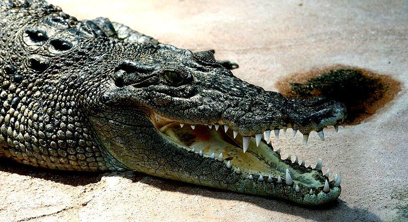 Gyarapodásnak indult az ausztrál sósvízi krokodilok populációja
