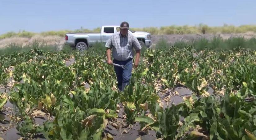 Gondban vannak az amerikai farmerek: ha öntöznek, kiszáradnak a tavak (videó)