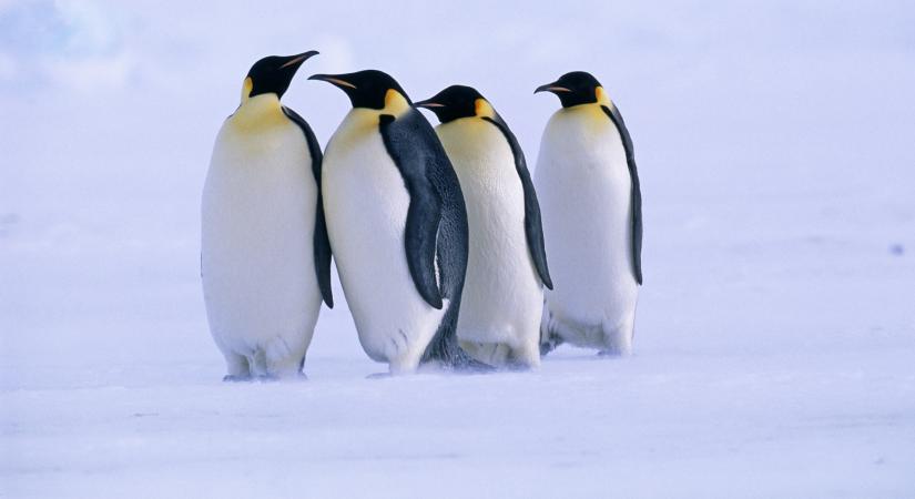 Védett állattá válhat a császárpingvin