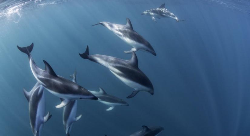 Mérgekkel teli delfinek sodródtak partra