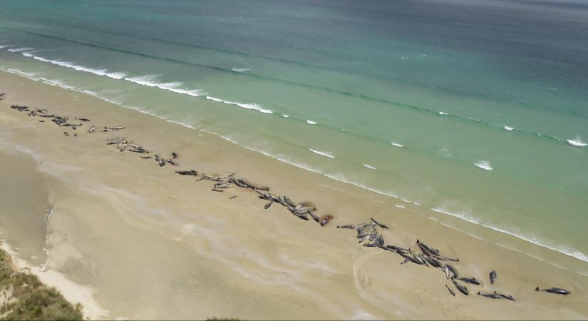 Tömegesen sodródtak a partra delfinek egy amerikai félszigetnél