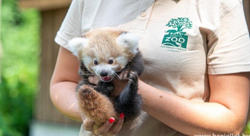 Ennyi cuki vörös panda kölyök született Nyíregyházán - fotók!