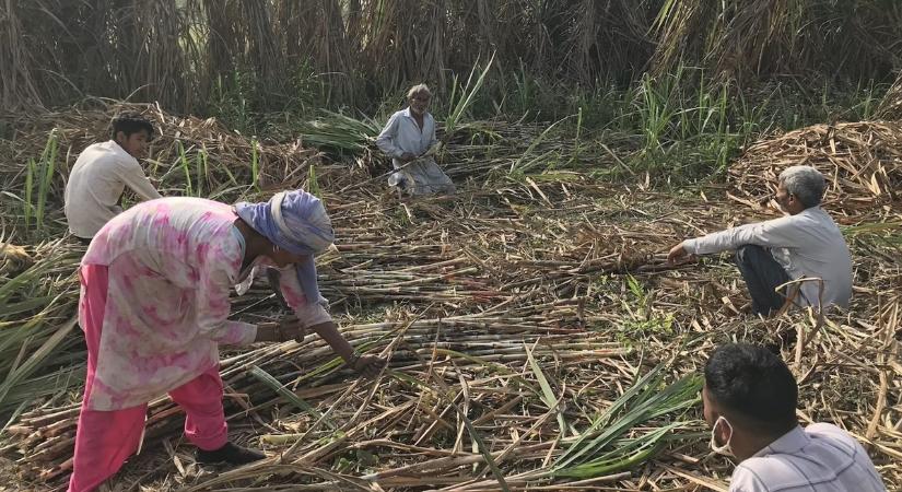 Indiai gazdaság: vízválság a cukorfölény árnyékában