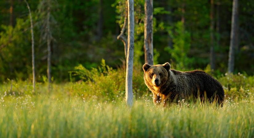 Medve bukkanhatott fel Nagyszénás közelében