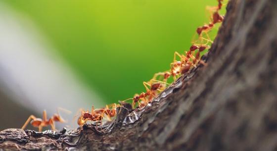 Apróságok rejtélyes élete: mi újat érdemes tudni a hangyákról?
