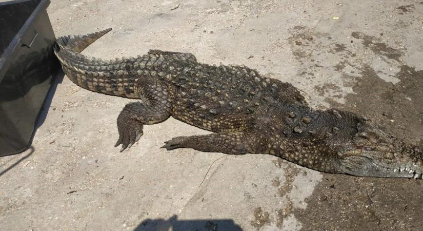 Krokodilt fogtak be egy ukrajnai víztározóból