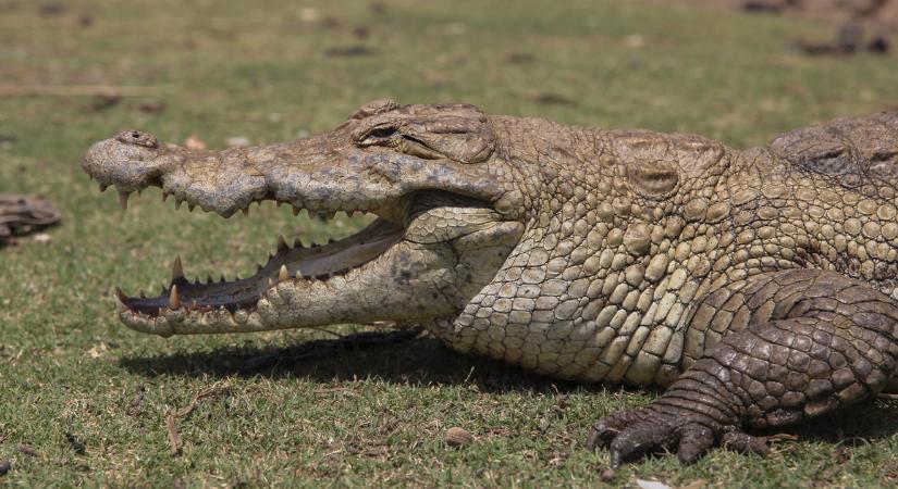 Krokodilt találtak az ukrajnai víztározóban
