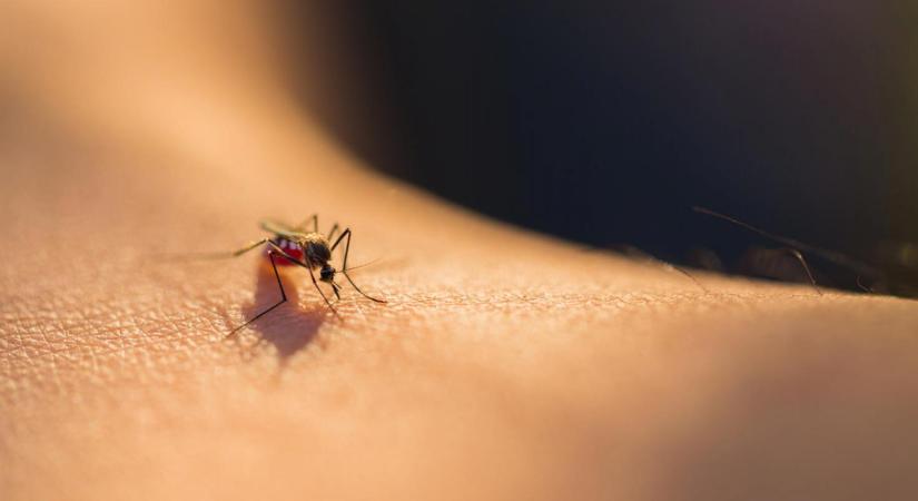 Újabb szúnyoggyérítés Tatán: fontos dolgokra figyelmeztetik a lakosokat